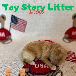 Woody - Apricot male Goldendoodle puppy in Houston, Texas from Golden Life Doodles