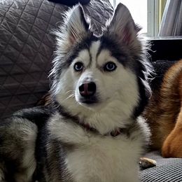 Pomskies from Jill's Pomskies