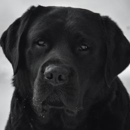 Louis V - Labrador Retriever