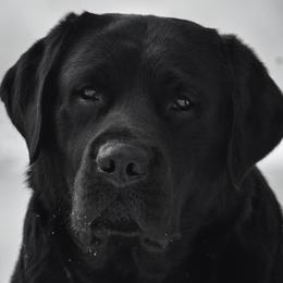 Louis V - Labrador Retriever