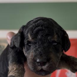Black - Tri-color male Labradoodle puppy in Shingle Springs, California from California Double Doodles