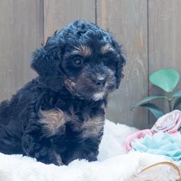 Lavender - Black and tan female Cavapoo puppy in Fairfield, Illinois from Positively Doodles