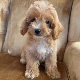 Black collar girl,3.5 lbs - Apricot female Goldendoodle puppy in Ridgewood, New Jersey from Jessie’s Doodles