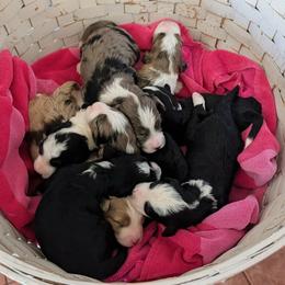 Aussiedoodle Puppies from Ridgeview Aussiedoodles