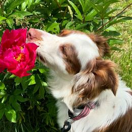Australian Shepherds from Frozen Nort Aussies