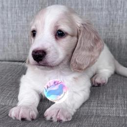 Cream Piebald Boy - Cream male Dachshund puppy in Houston, Texas from L&L 4D Dancer’s Dachshunds