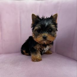 Penelope - Black and tan female Yorkshire Terrier puppy in Surprise, Arizona from Enchanted Yorkies