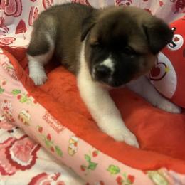 Dark Blue - Brown brindle male Akita puppy in Las Vegas, Nevada from Ishikawa Akita's