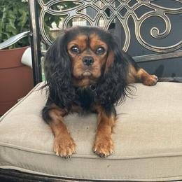 Maisey - Cavalier King Charles Spaniel