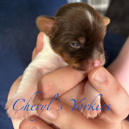 Boy 2 - Parti male Yorkshire Terrier puppy in Stanfield, North Carolina from Cheryl’s Yorkies