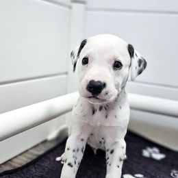 Bagheera - White and liver brown male Dalmatian puppy in Gray, Georgia from Fuller Spots