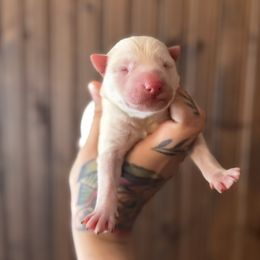 Boy 1 - White male Siberian Husky puppy in Solon Springs, Wisconsin from Snowfall Siberians