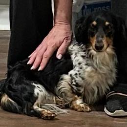Rebel - Dachshund