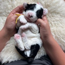 Cornbread - Black and white male Sheepadoodle puppy in Vernonia, Oregon from Life Unleashed Farm