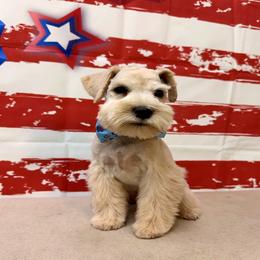 IceMan - Wheaten male Miniature Schnauzer puppy in Grantsville, Utah from Stellar Schnauzers