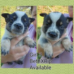 Girl 3 - Blue female Australian Cattle Dog puppy in Bradford, Arkansas from Cedar Rock Heelers and Kelpies