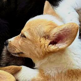 American Corgis and Cardigan Welsh Corgis from Silver Moon Cardigan Corgis