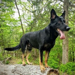 Nash - German Shepherd