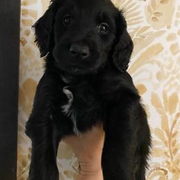 Black boy (Reef) - Black male Goldendoodle puppy in Daphne, Alabama from Daphne Doodles