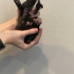 Alpha - Brindle male Boxer puppy in Medical Lake, Washington from Box and Bully Estates: Boxers and Old English Bulldogs