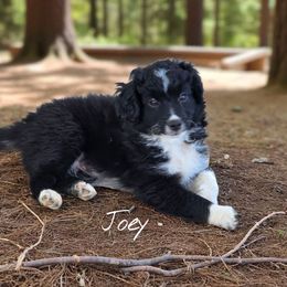 Joey - Black and white male Aussiedoodle puppy in Lebanon, Oregon from Abbott Family Farm