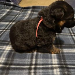 German Shepherd All Grown Up from Von Freimeier Kennels