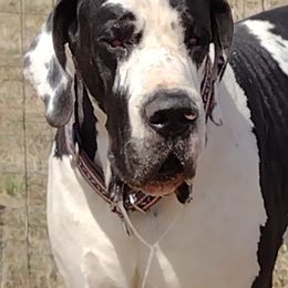 Great Dane All Grown Up from Karen Van Scoyk