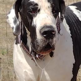 Great Dane All Grown Up from Karen Van Scoyk