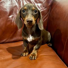 Sinatra - Chocolate and tan male Dachshund puppy in Litchfield, Michigan from High Country Kennels