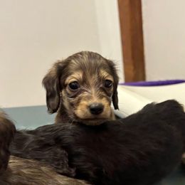 Spice - Cream female Dachshund puppy in Cattaraugus County, New York from H&C’s Dachshunds and Retrievers