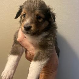GREEN COLLAR BOY - Sable and white male Shetland Sheepdog puppy in Chipley, Florida from Stacey's Shelties