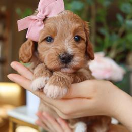 April - Apricot female Goldendoodle puppy in Salado, Texas from Red Ranch Dogs