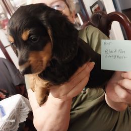 Boy 4 - Black and tan male Dachshund puppy in Penn Run, Pennsylvania from Shannon’s Dachshunds