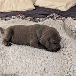 Great Dane Puppies from Gentle Giant Danes, LLC