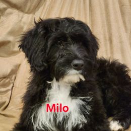 Milo - Black and white male Portuguese Water Dog puppy in Narvon, Pennsylvania from Prized Family Porties