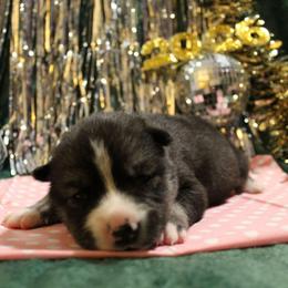 Pink - Black and white female Siberian Husky puppy in York, Pennsylvania from Spalla Pups