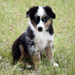 Kai - Blue merle male Miniature Australian Shepherd puppy in Evant, Texas from Lazy VT Bar Ranch