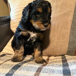 Boots - male Golden Mountain Doodle puppy in Jim Falls, Wisconsin from Pup Paw-fection