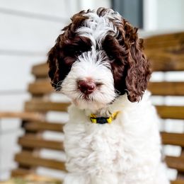 Cockapoos and Goldendoodles from Liberty Creek Farms