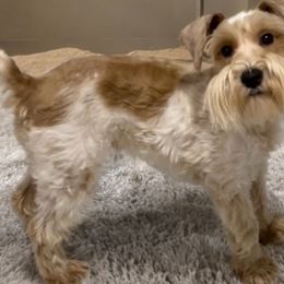 Gypsy - Miniature Schnauzer