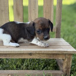 Smooth coat Red pie boy - Red male Dachshund puppy in Nashville, Arkansas from Whisenhunt Farms