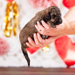 Poodle Puppies from Setting the Standard Poodles