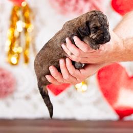 Poodle Puppies from Setting the Standard Poodles