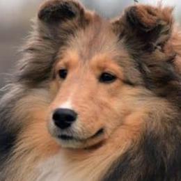 Golden Retrievers and Shetland Sheepdogs from Az K9 Companions