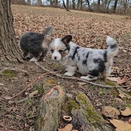 Tilly - Blue female Pembroke Welsh Corgi puppy in Norwood, Missouri from McGraw's Paws 🐾