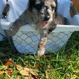 Sheepadoodle Puppies from Primrose Cottage Puppies