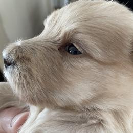 Boy 1 - Wheaten male Scottish Terrier puppy in Fenton, Michigan from Carnes Croft Scotties