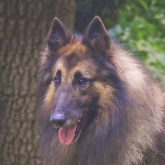 Skip - Belgian Tervuren