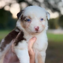 Promise AKC - Red merle female Australian Shepherd puppy in Polk City, Florida from Skaky Shepherds