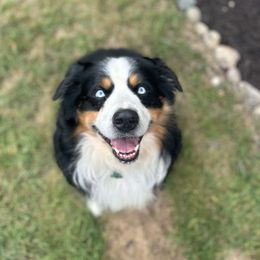 Hank - Australian Shepherd